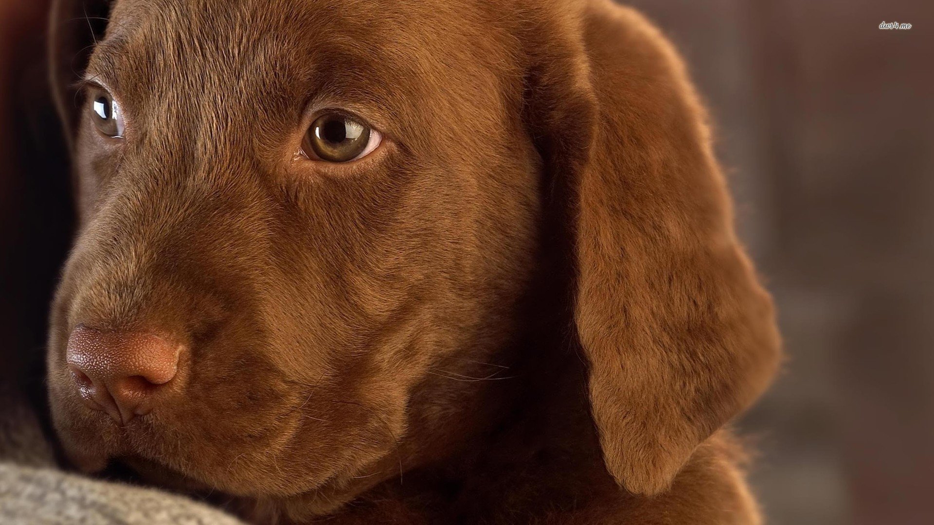 萌宠,狗狗,汪星人,儿童桌面专用