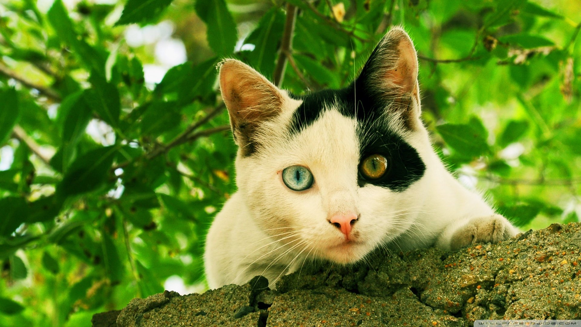 萌宠,喵星人,猫咪,儿童桌面专用