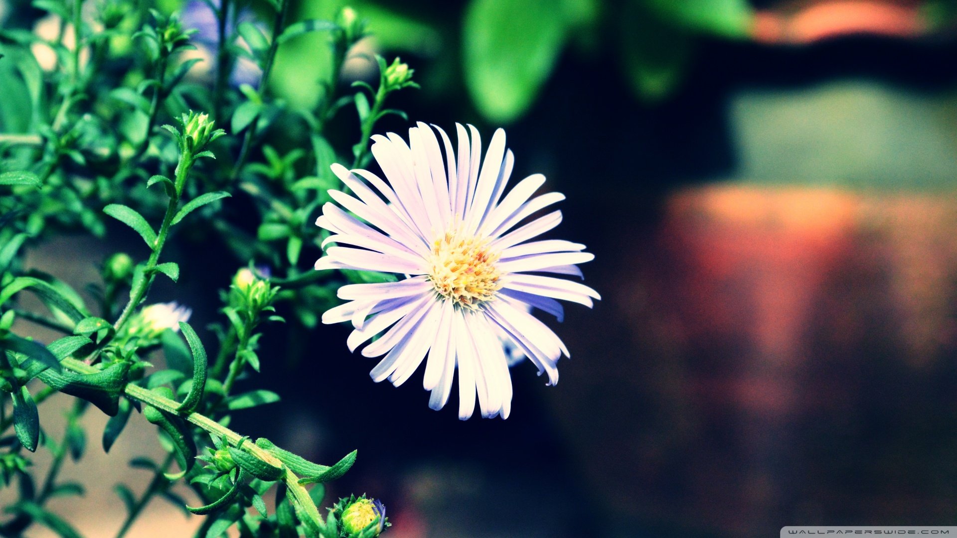 小清新,清新淡雅,花,儿童桌面专用