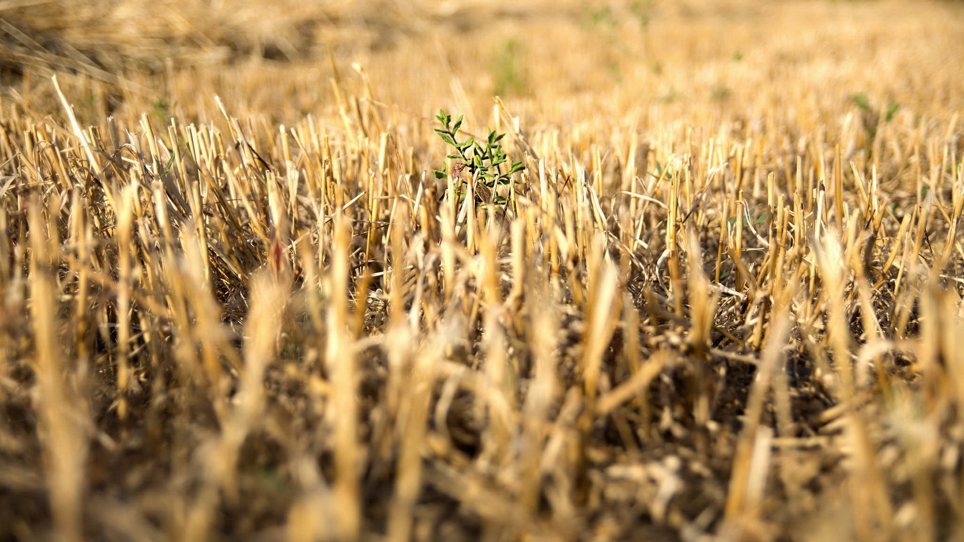 风景,秋意正浓,儿童桌面专用