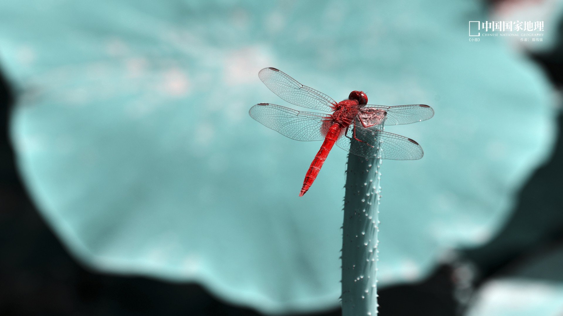 小清新,护眼壁纸,蜻蜓,国家地理,儿童桌面专用