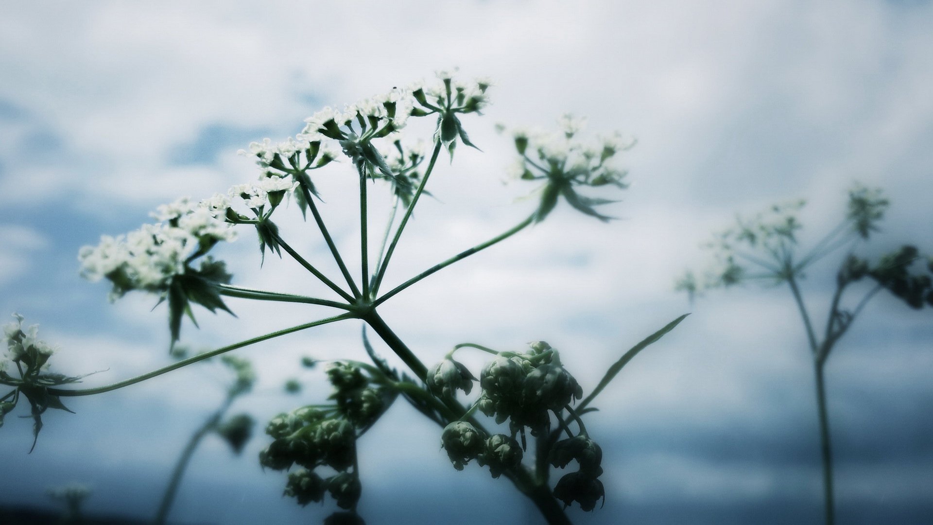 小清新,清新淡雅,儿童桌面专用