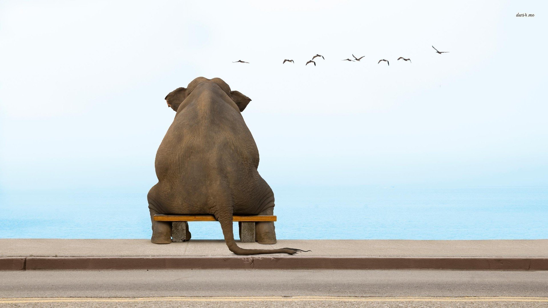 萌宠,大象,卖萌图,儿童桌面专用