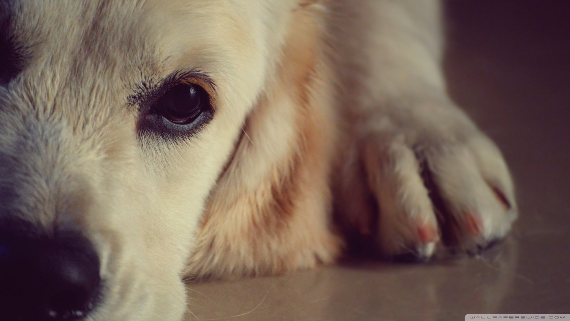 萌宠,汪星人,狗狗,儿童桌面专用