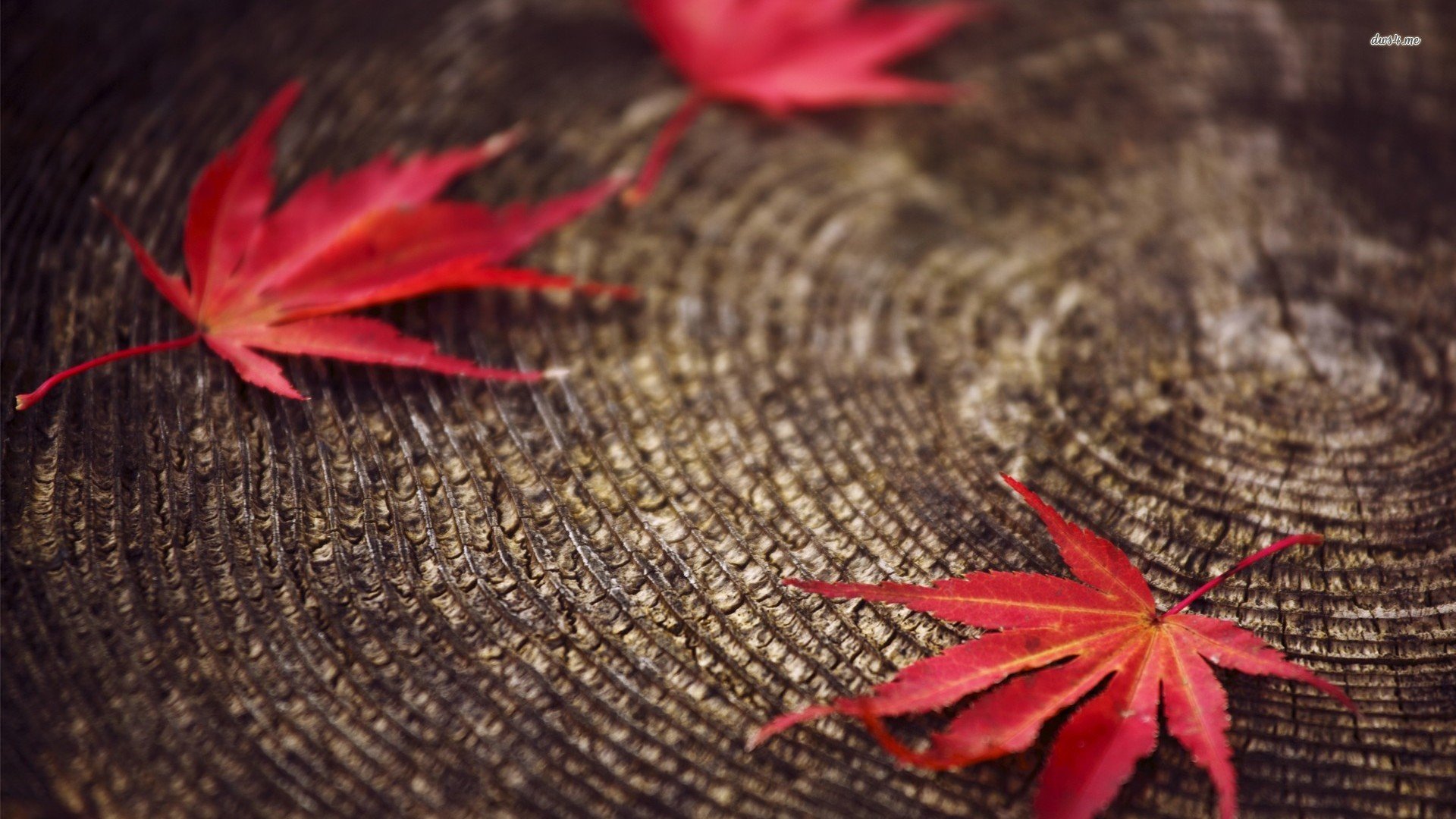 风景,秋意正浓,儿童桌面专用