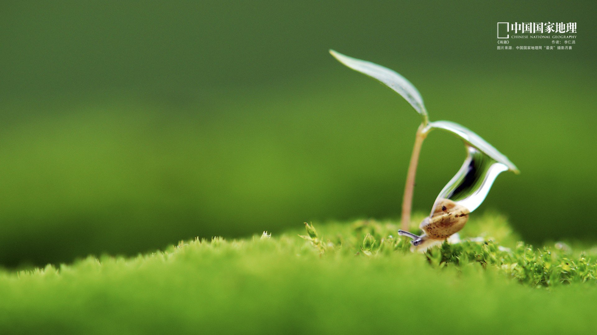 小清新,护眼壁纸,嫩芽,国家地理,儿童桌面专用