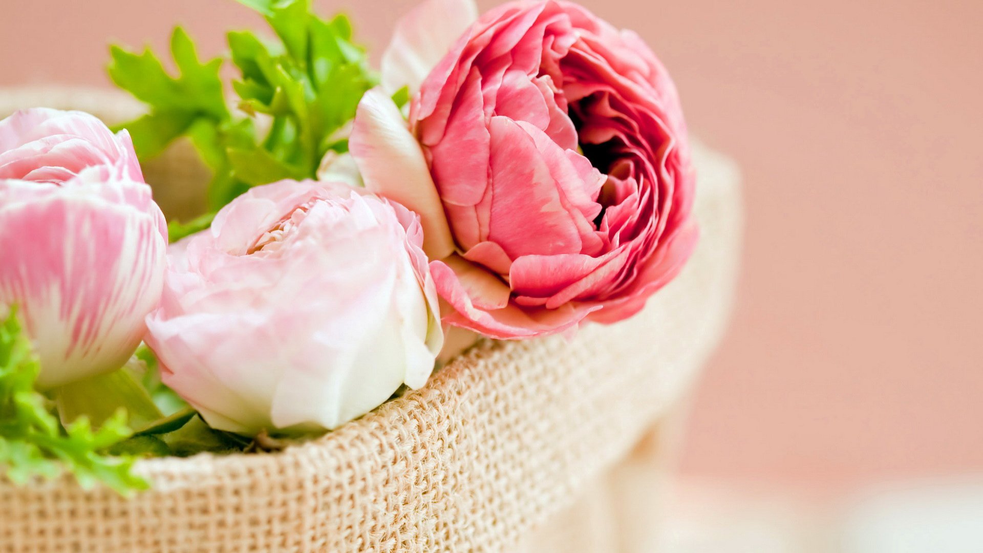 小清新,静物写真,花,儿童桌面专用