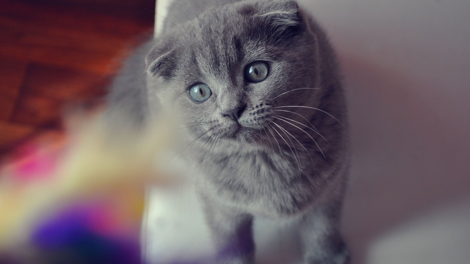 猫咪,折耳猫,苏格兰,喵星人,喵喵,儿童桌面专用