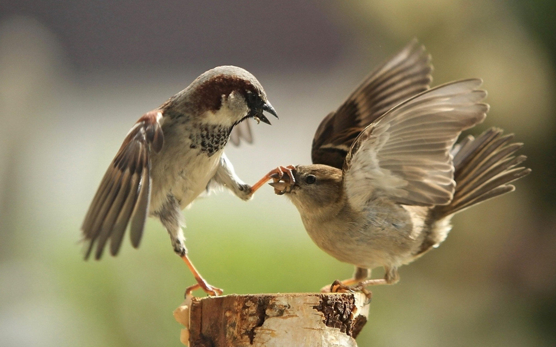 麻雀,小鸟天地,儿童桌面专用