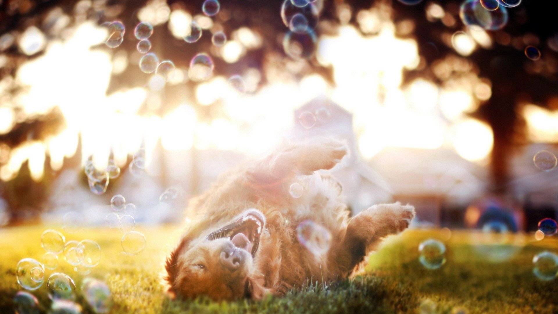 萌宠,汪星人,狗狗,儿童桌面专用