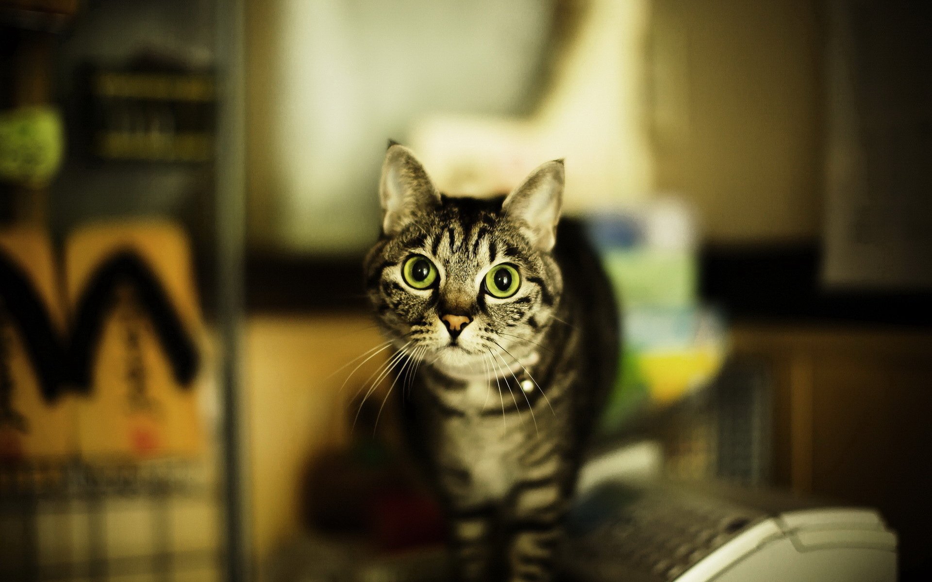 萌宠,喵星人,猫咪,儿童桌面专用