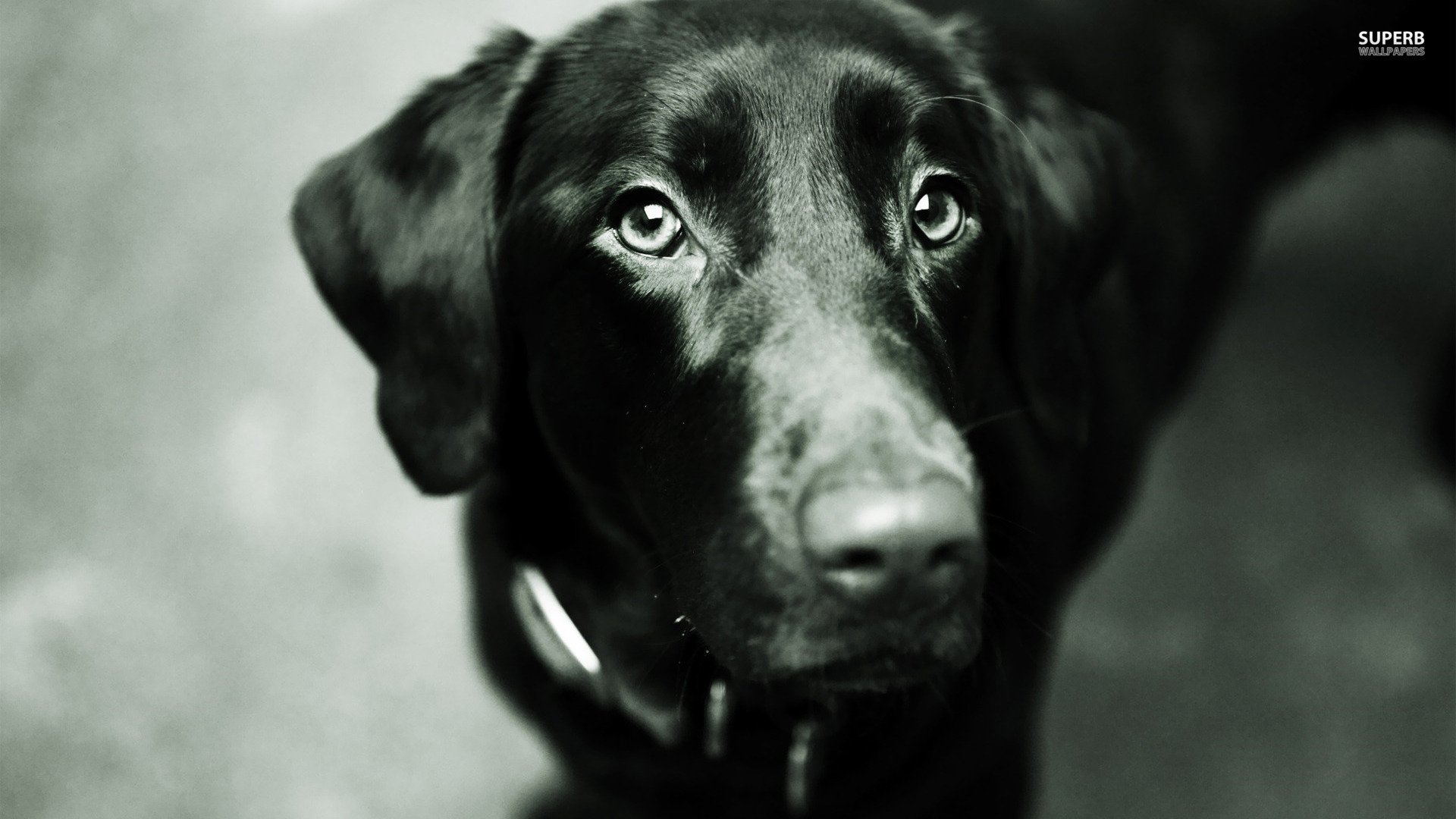 萌宠,狗狗,汪星人,儿童桌面专用