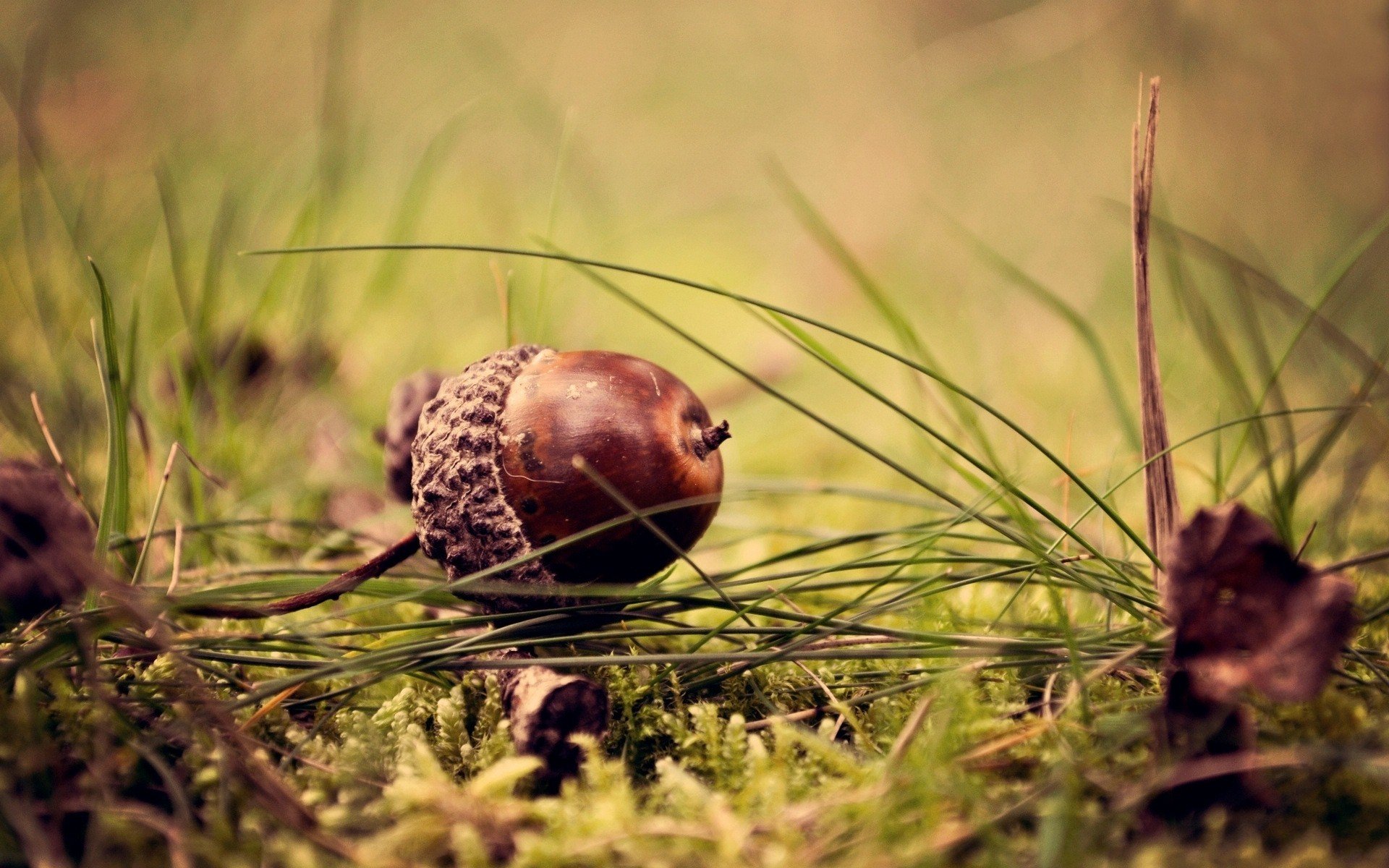 小清新,橡子,静物写真
