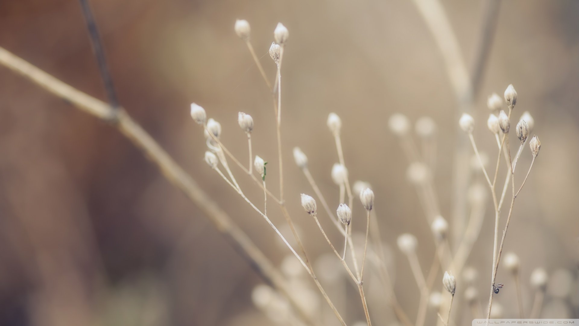 小清新,清新淡雅,植物,儿童桌面专用