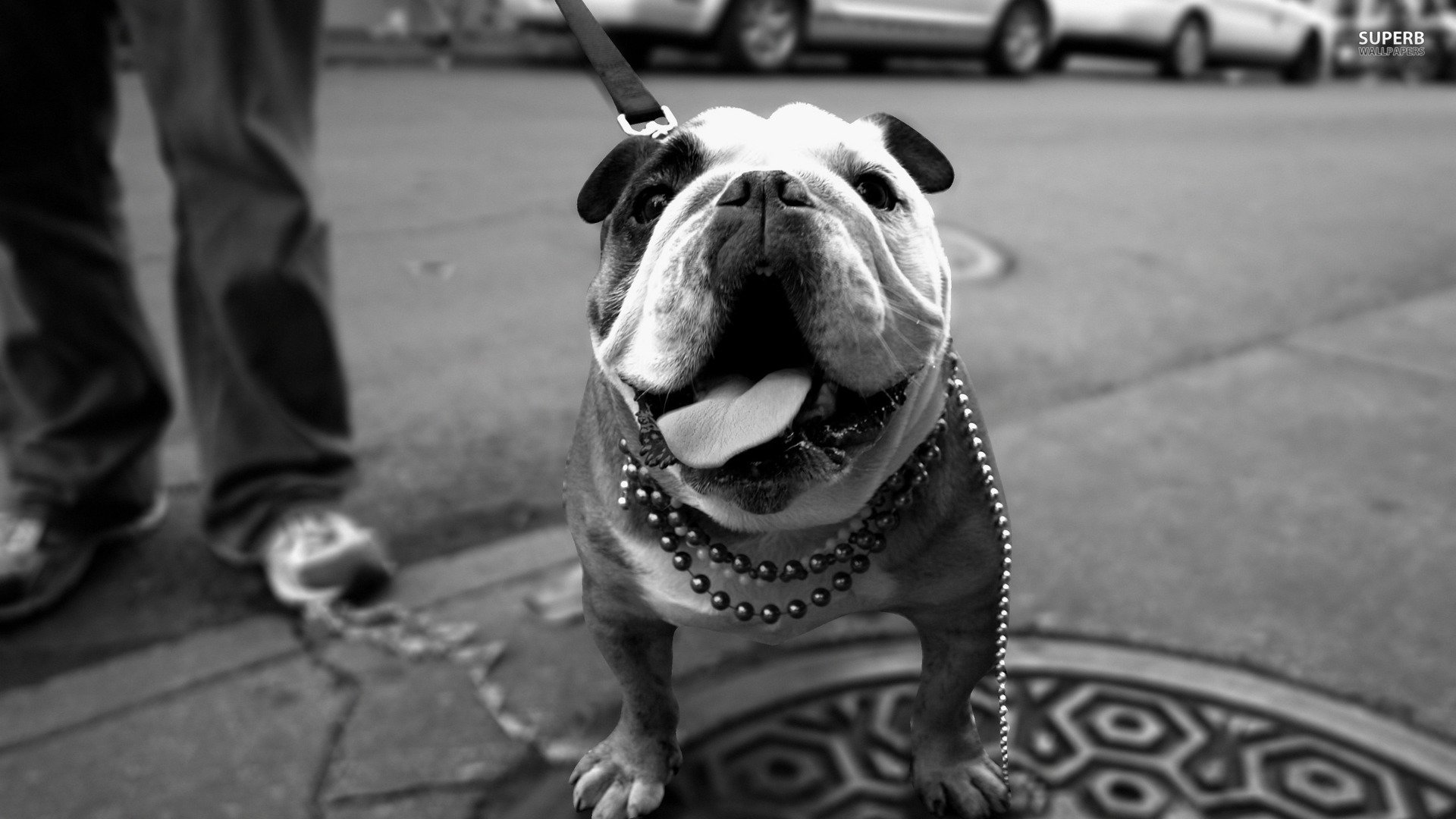 萌宠,汪星人,狗狗,儿童桌面专用