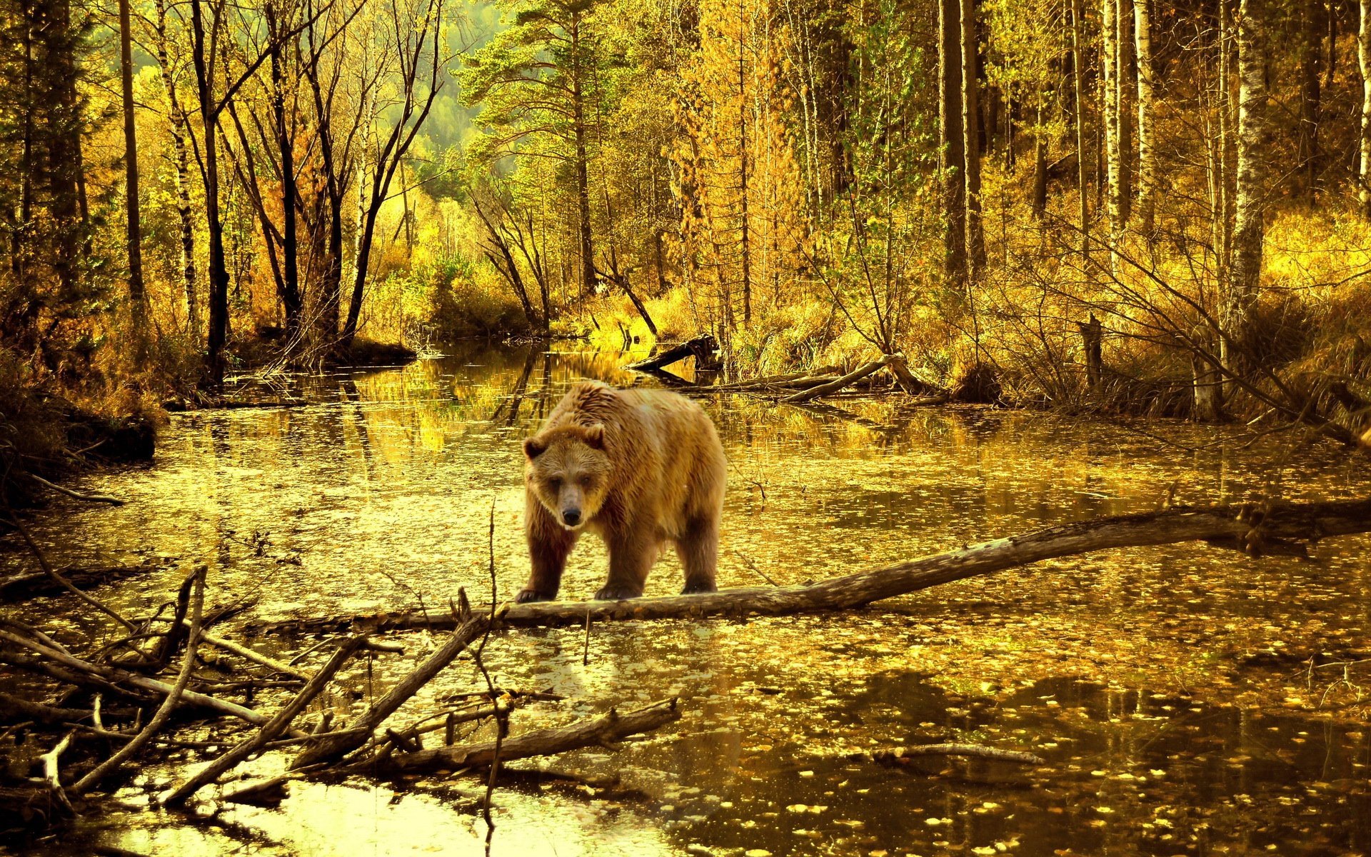 萌宠,野兽,熊,儿童桌面专用