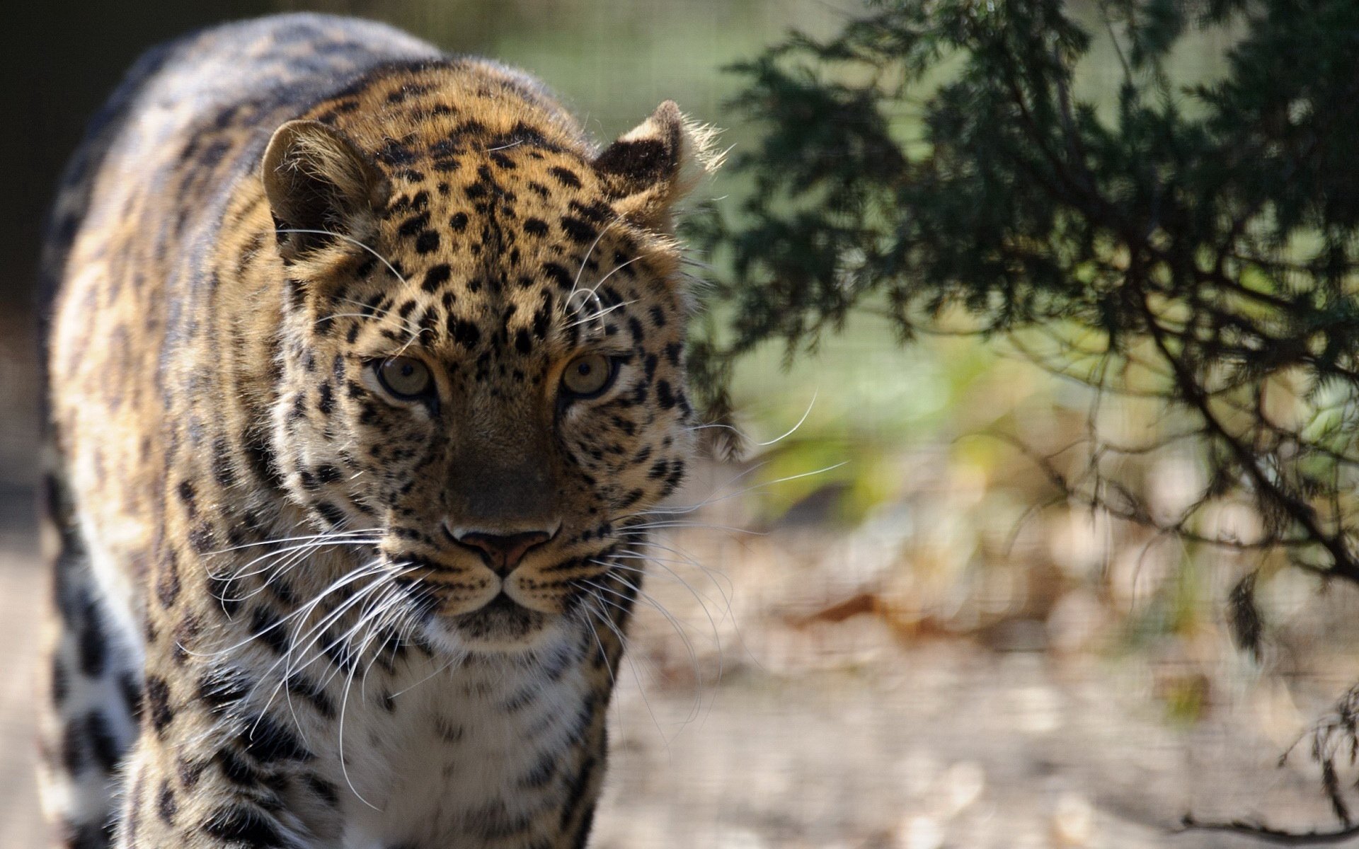 萌宠,野兽,猎豹,儿童桌面专用