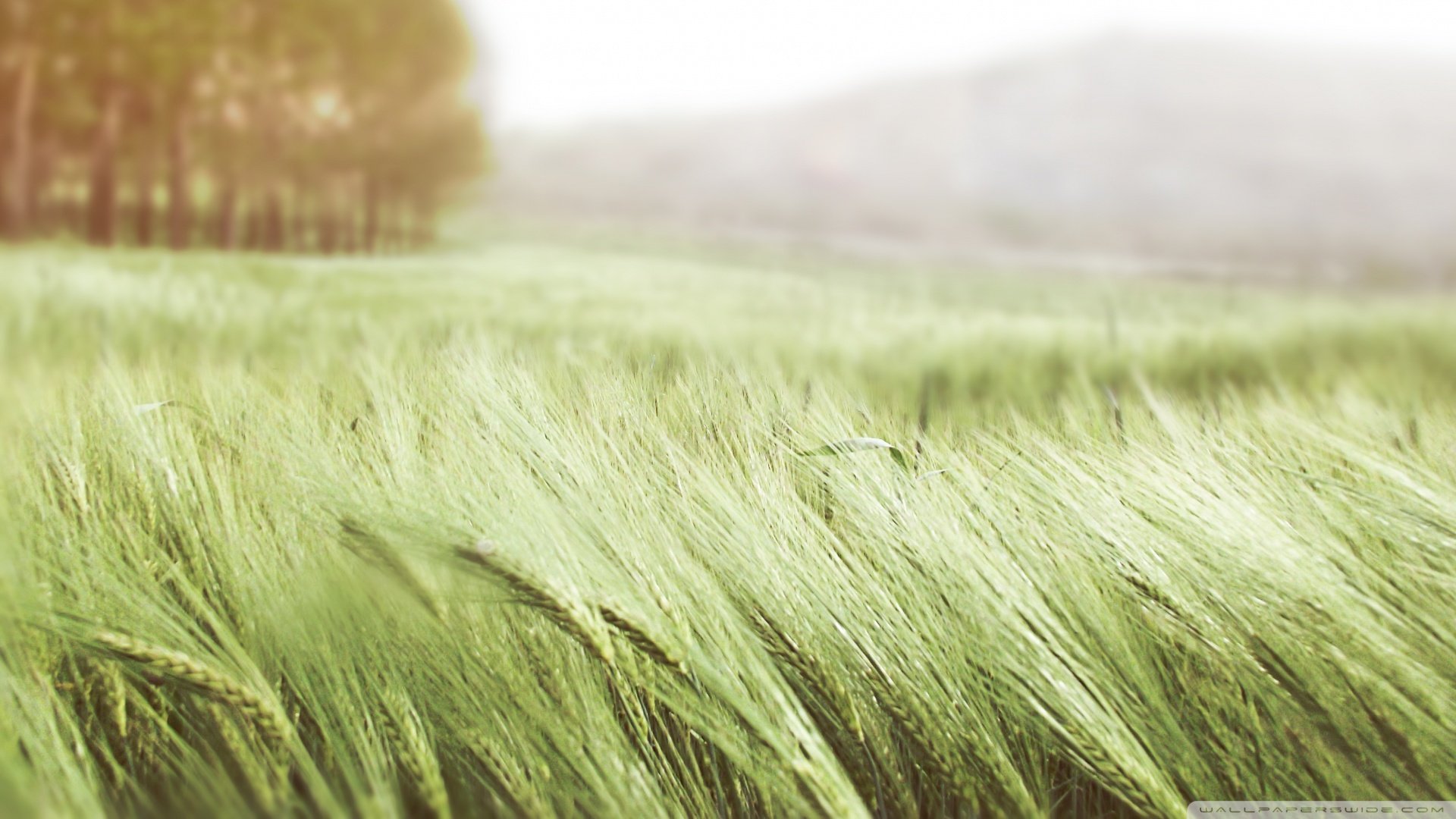 小清新,清新淡雅,儿童桌面专用