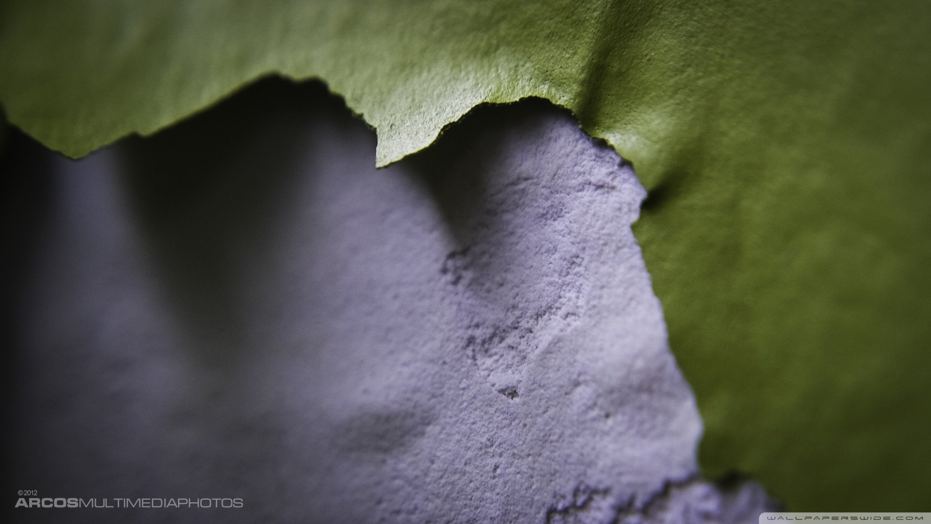 小清新,静物写真,树叶