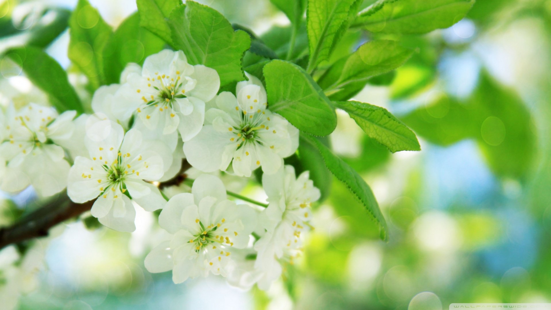 小清新,清新淡雅,花,儿童桌面专用