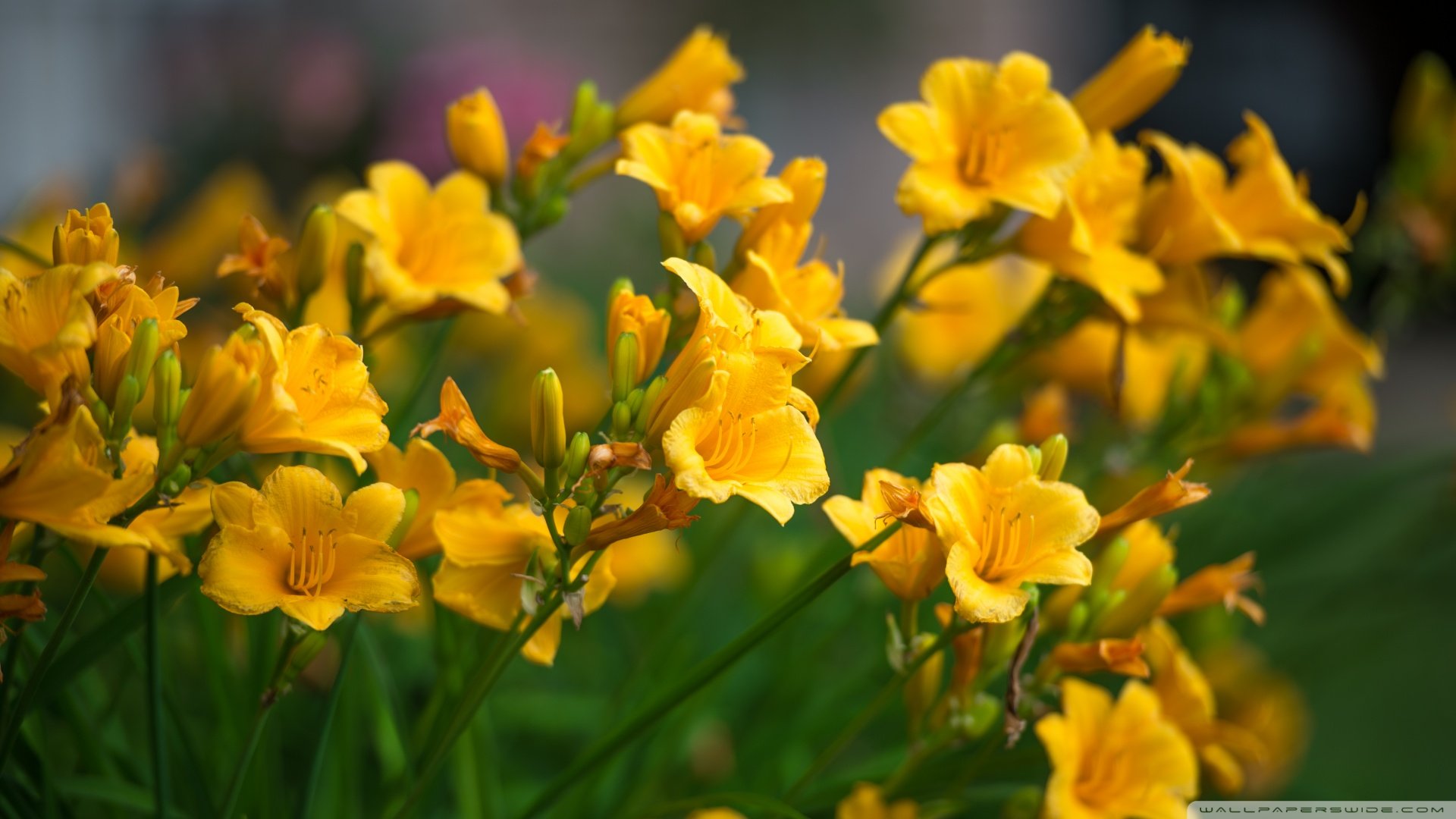 小清新,清新淡雅,花,儿童桌面专用