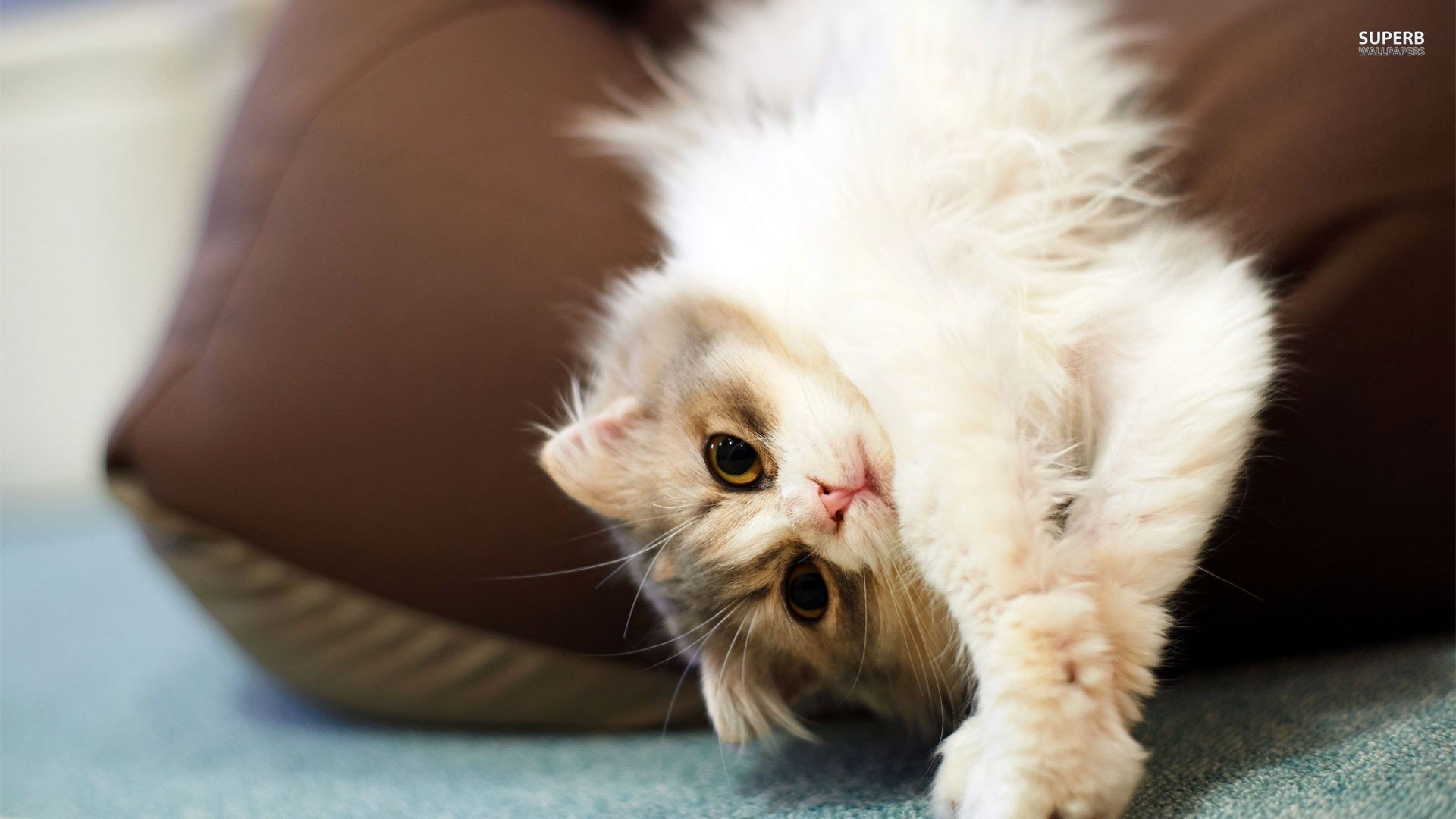 萌宠,喵星人,可爱,卖萌,儿童桌面专用