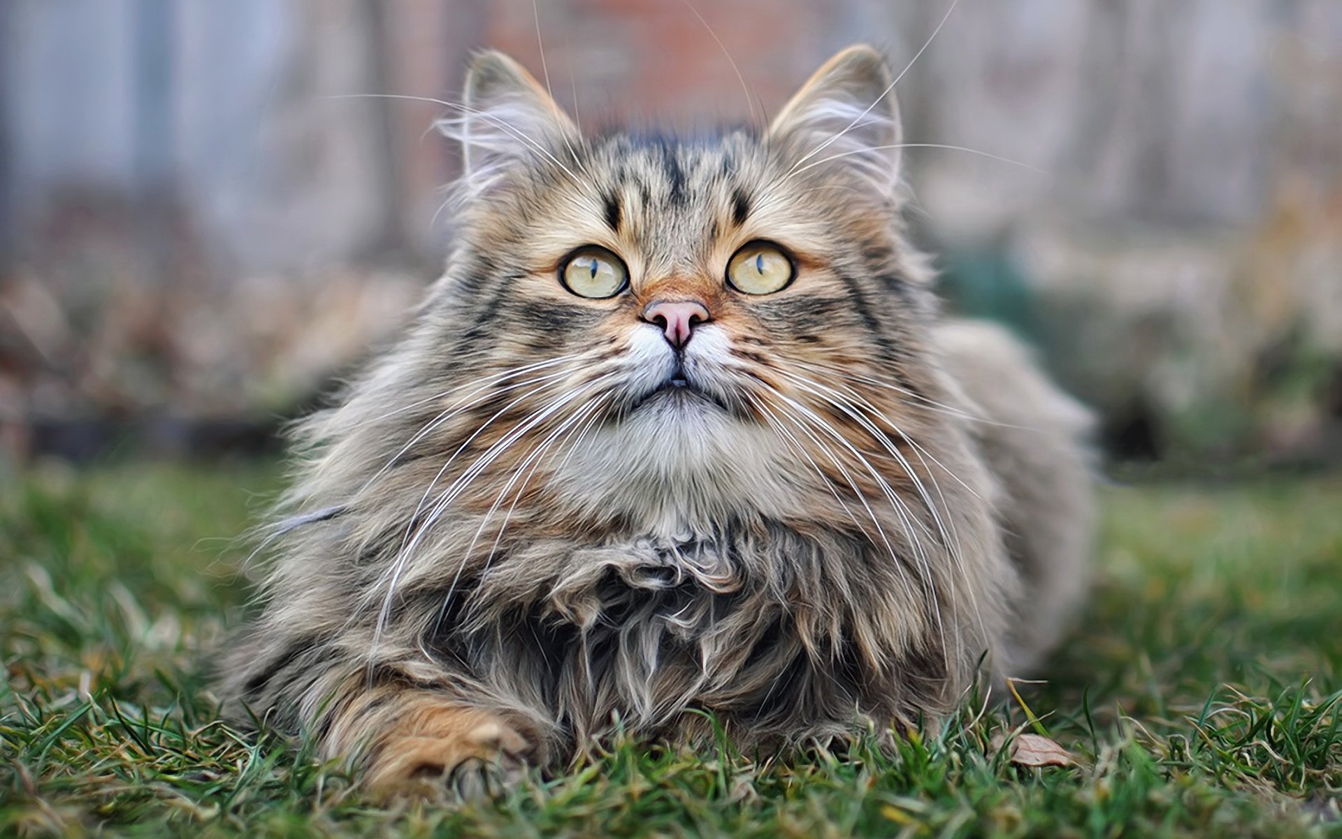 萌宠,喵星人,猫咪,卖萌图,儿童桌面专用