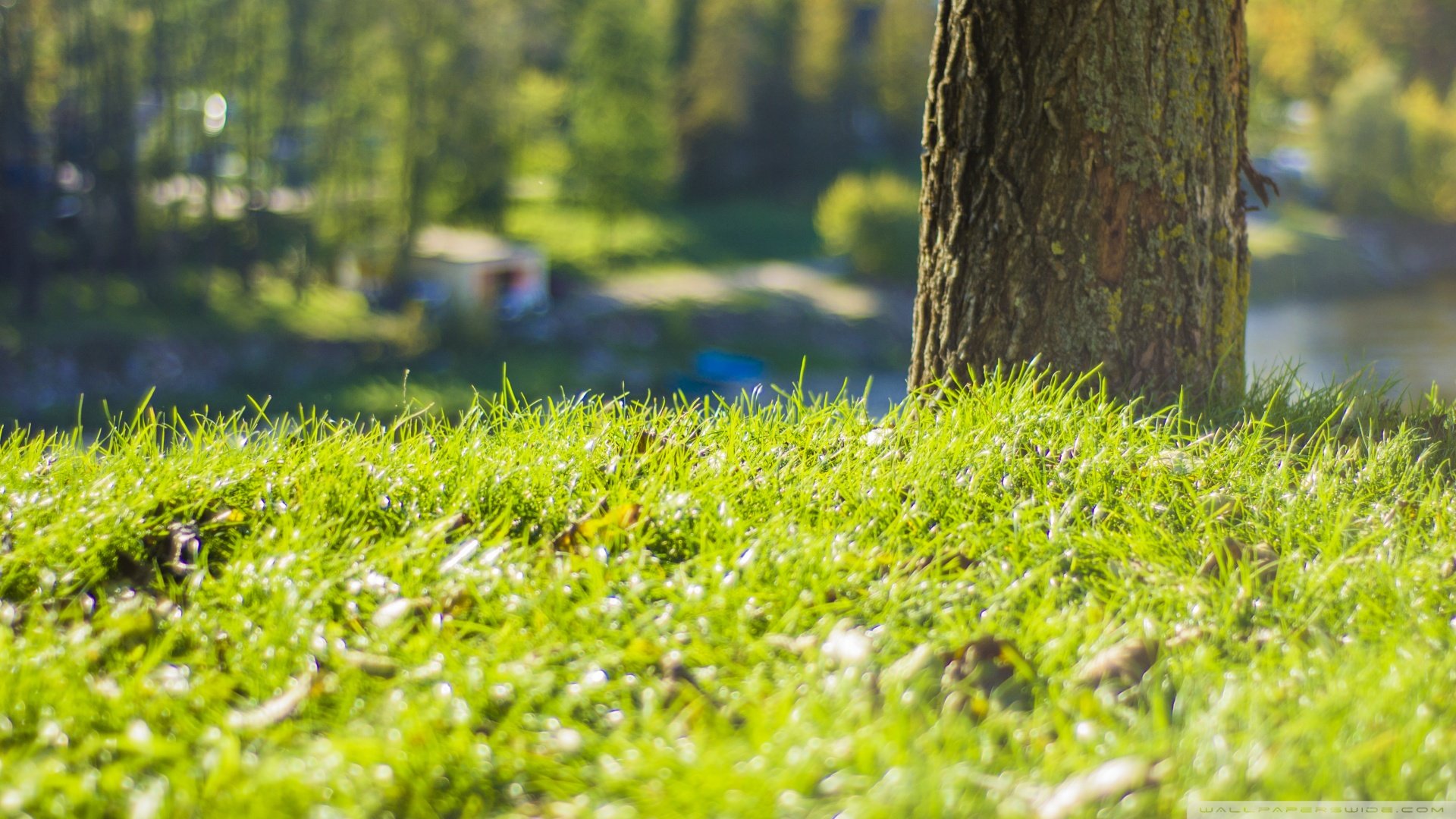 小清新,草地,青草,清新,儿童桌面专用