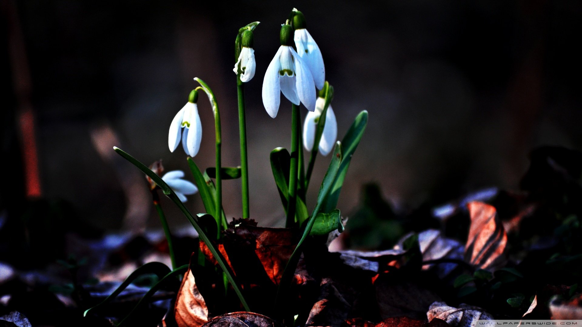 小清新,清新淡雅,花