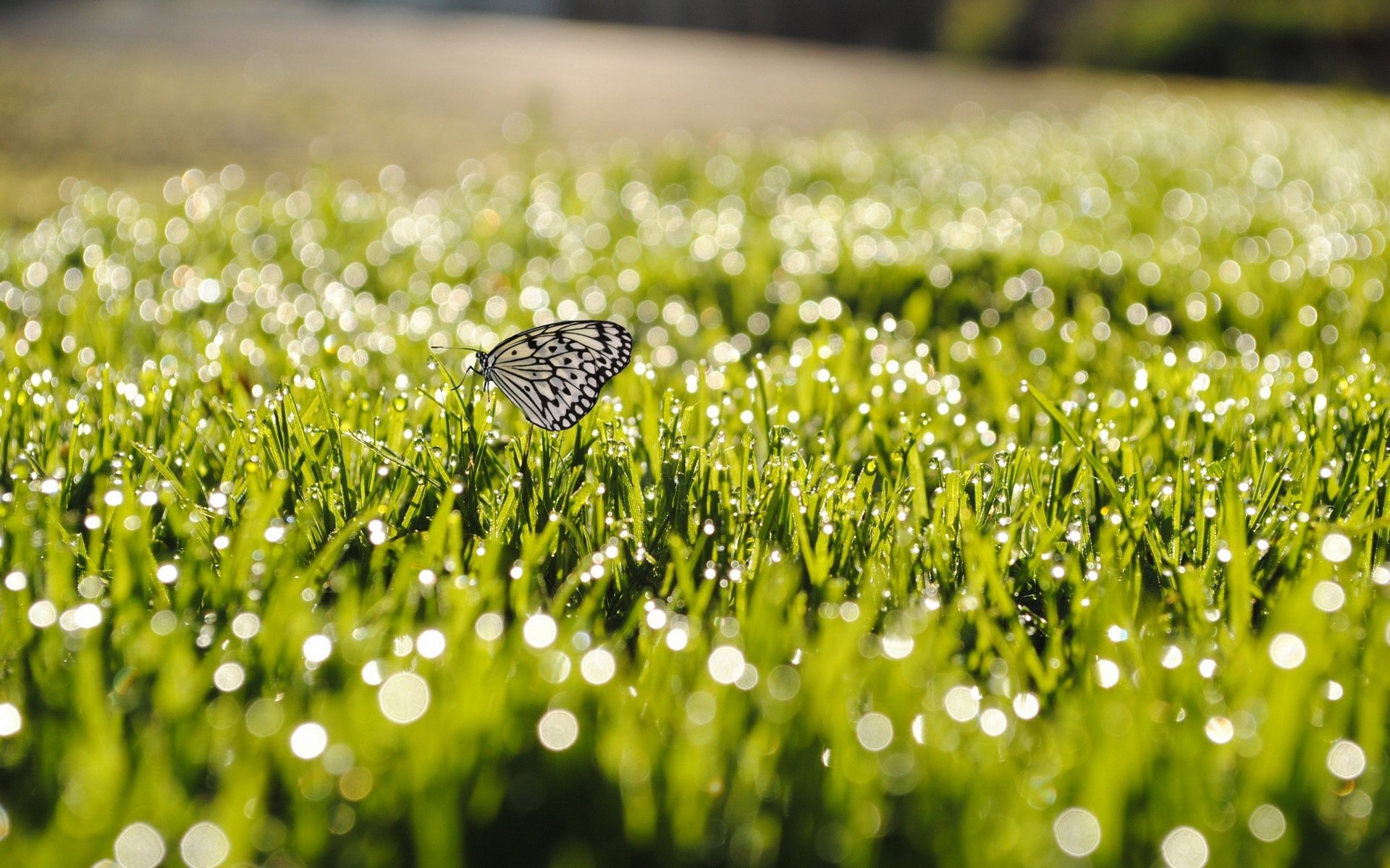 小清新,草地,青草,清新,儿童桌面专用