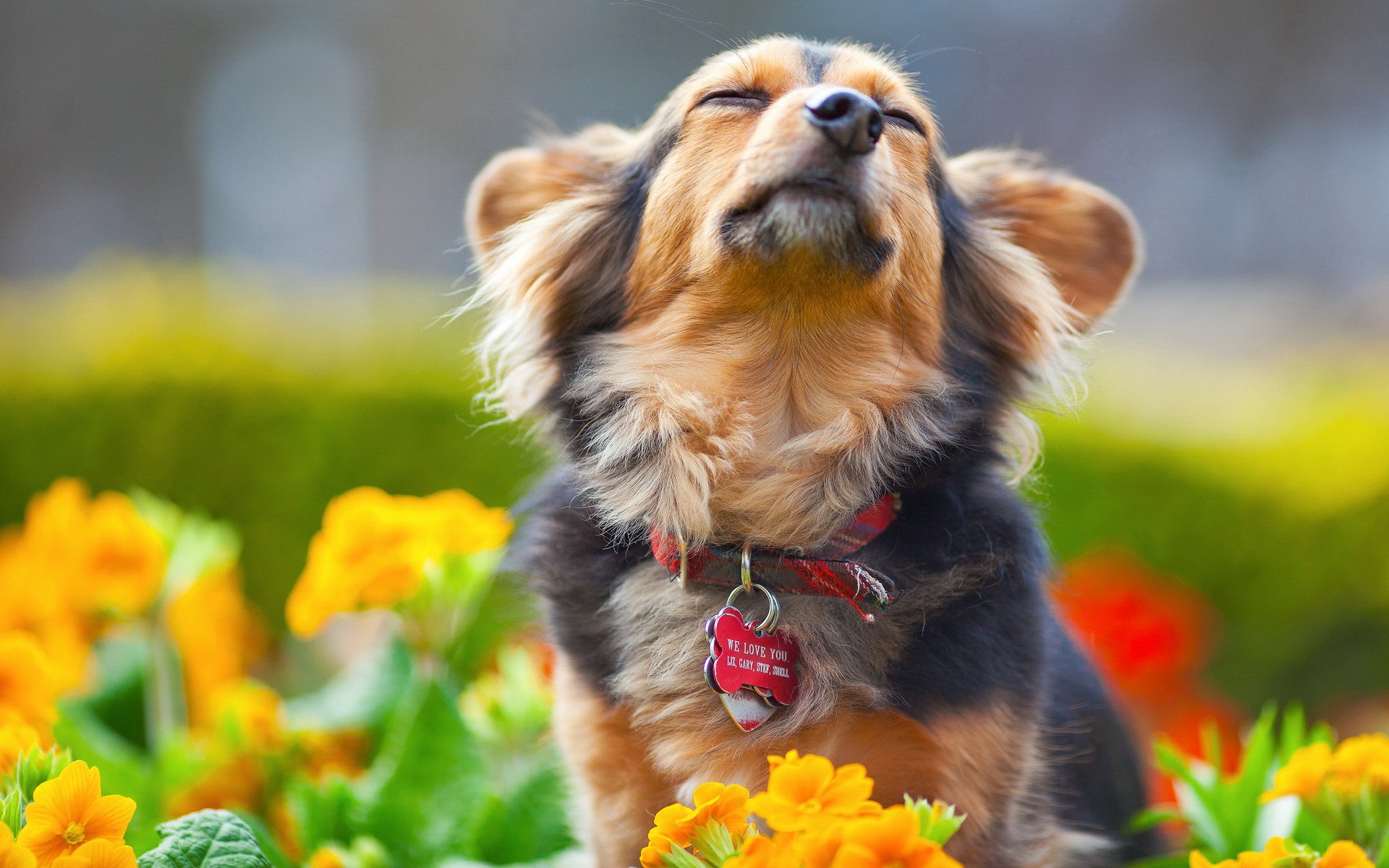 萌宠,汪星人,狗狗,儿童桌面专用