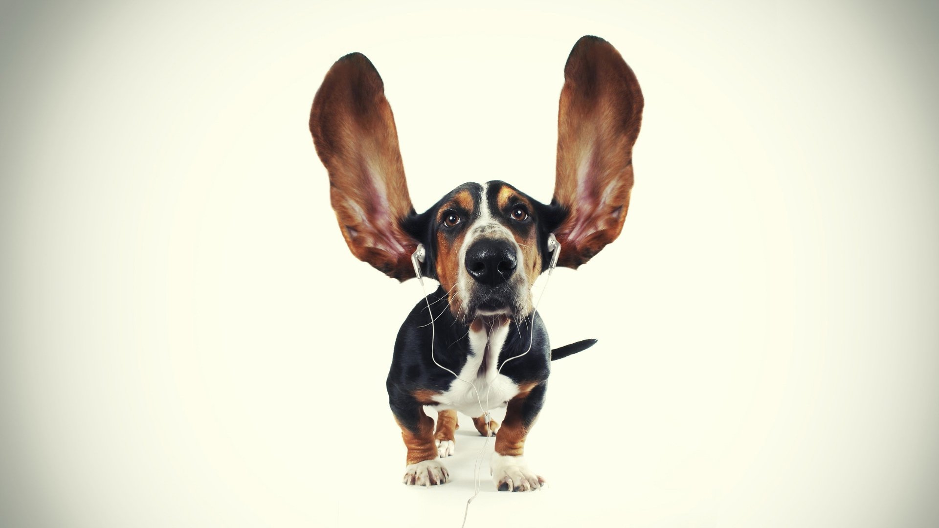 萌宠,狗狗,汪星人,音乐,儿童桌面专用