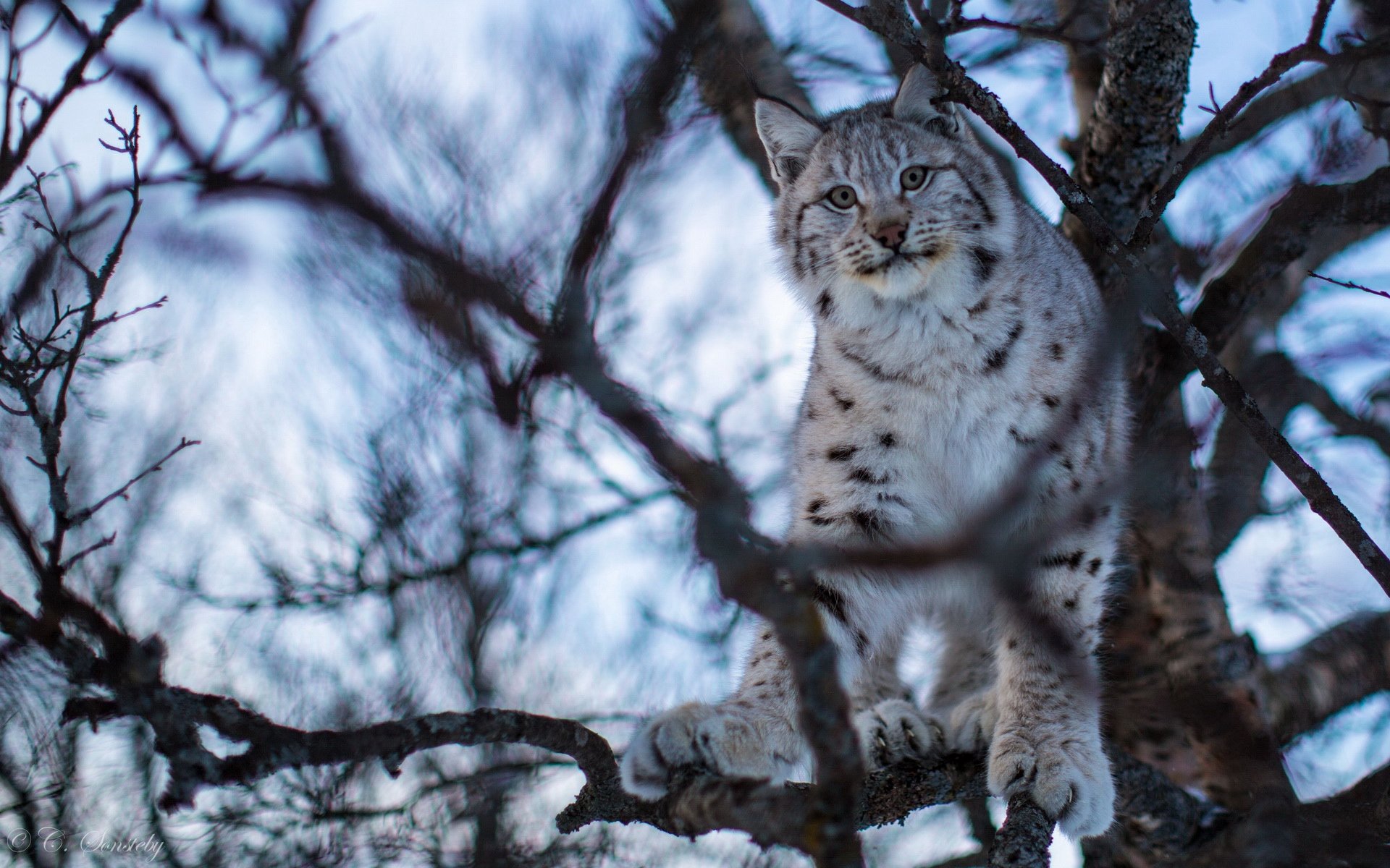 萌宠,野兽,儿童桌面专用