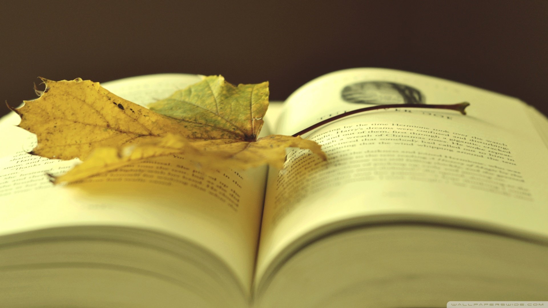 小清新,静物写真,书,落叶,儿童桌面专用