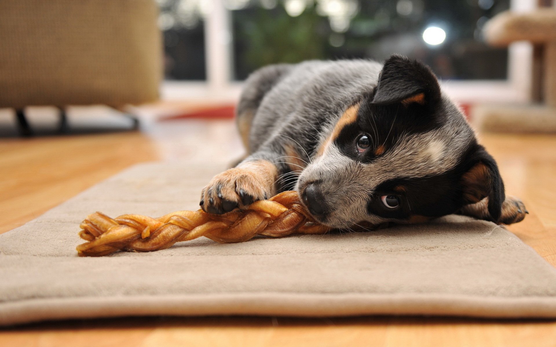 萌宠,汪星人,狗狗,儿童桌面专用