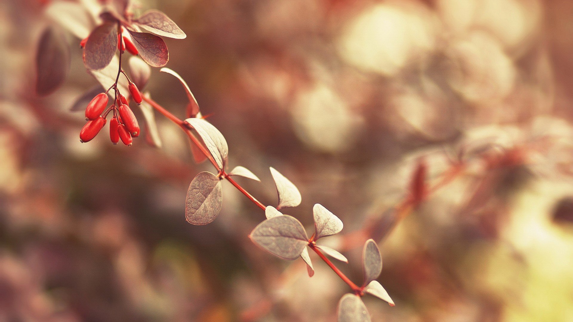 风景,秋意正浓,儿童桌面专用