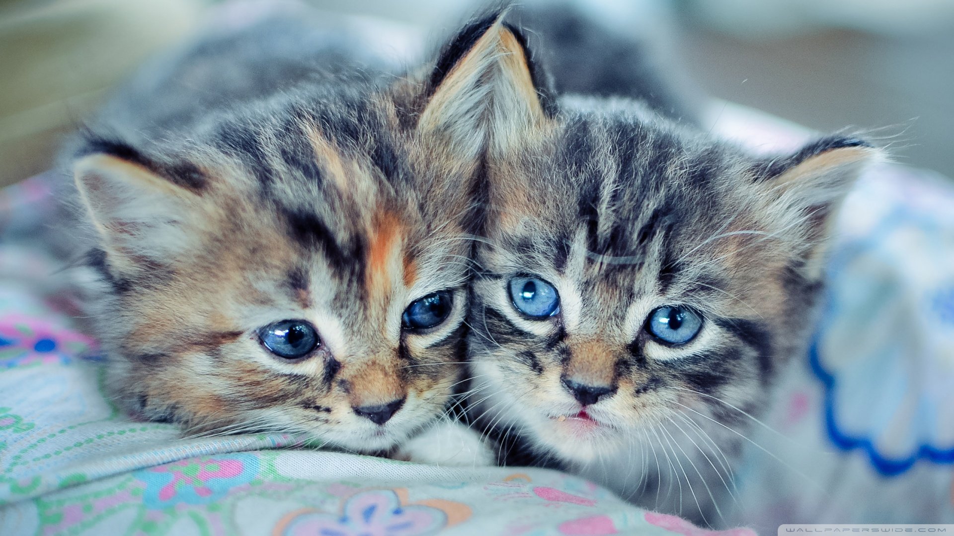 萌宠,喵星人,猫咪,儿童桌面专用