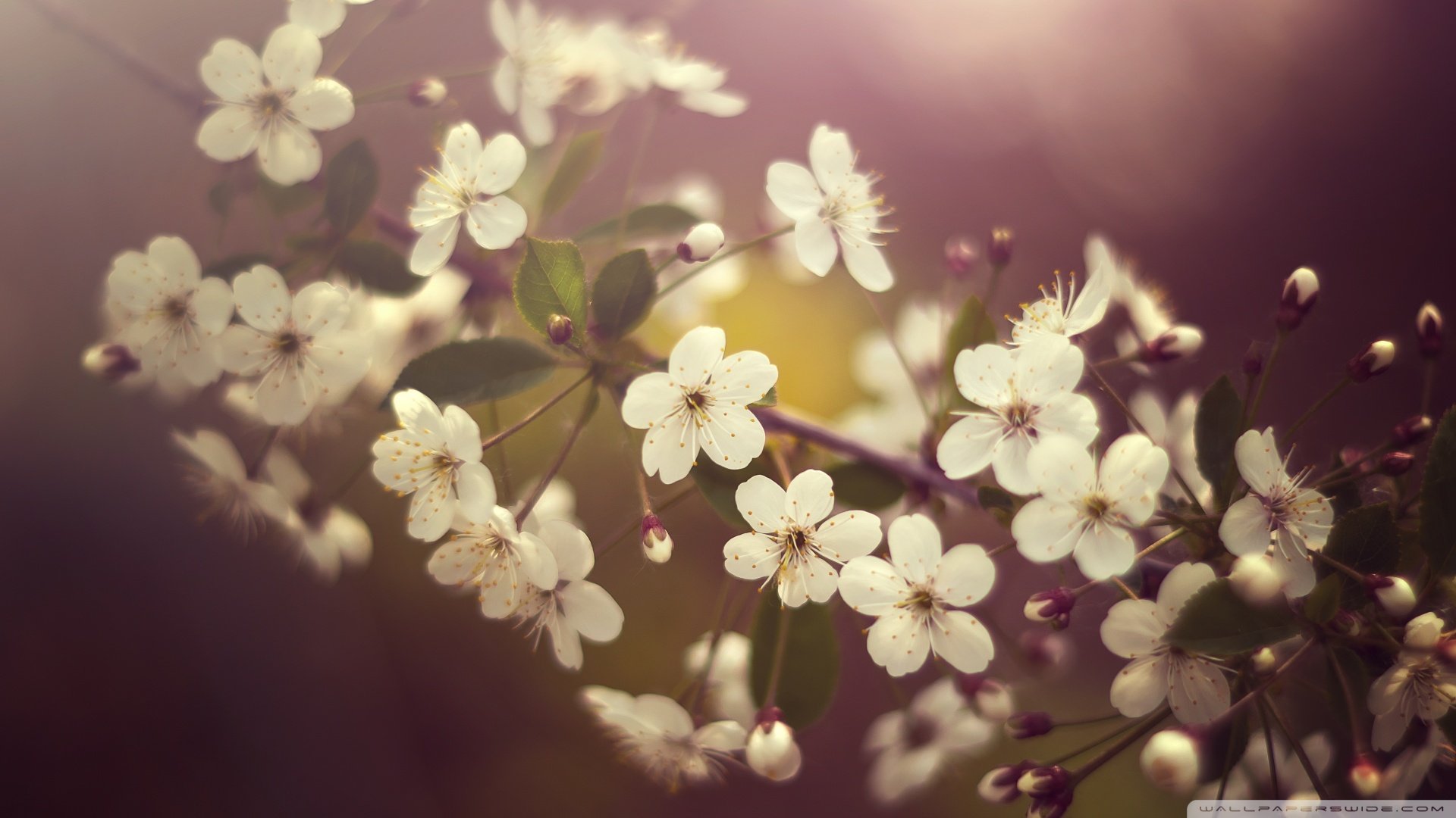 小清新,清新淡雅,花,儿童桌面专用