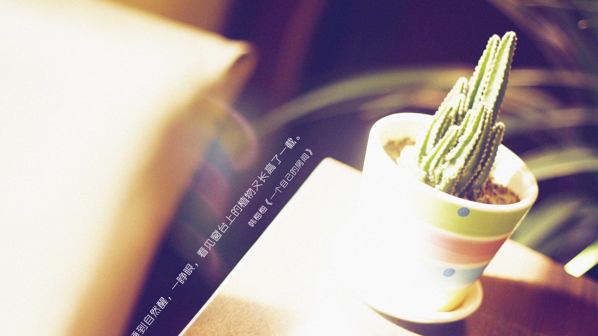 小清新,静物写真,花,儿童桌面专用