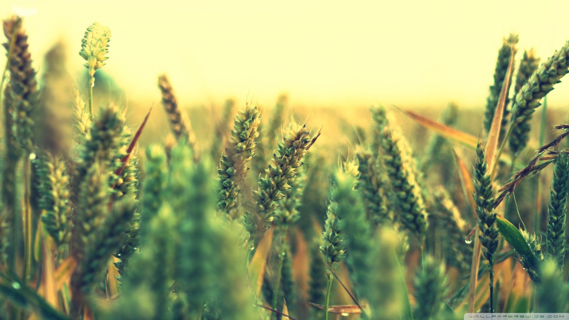 小清新,清新淡雅,儿童桌面专用