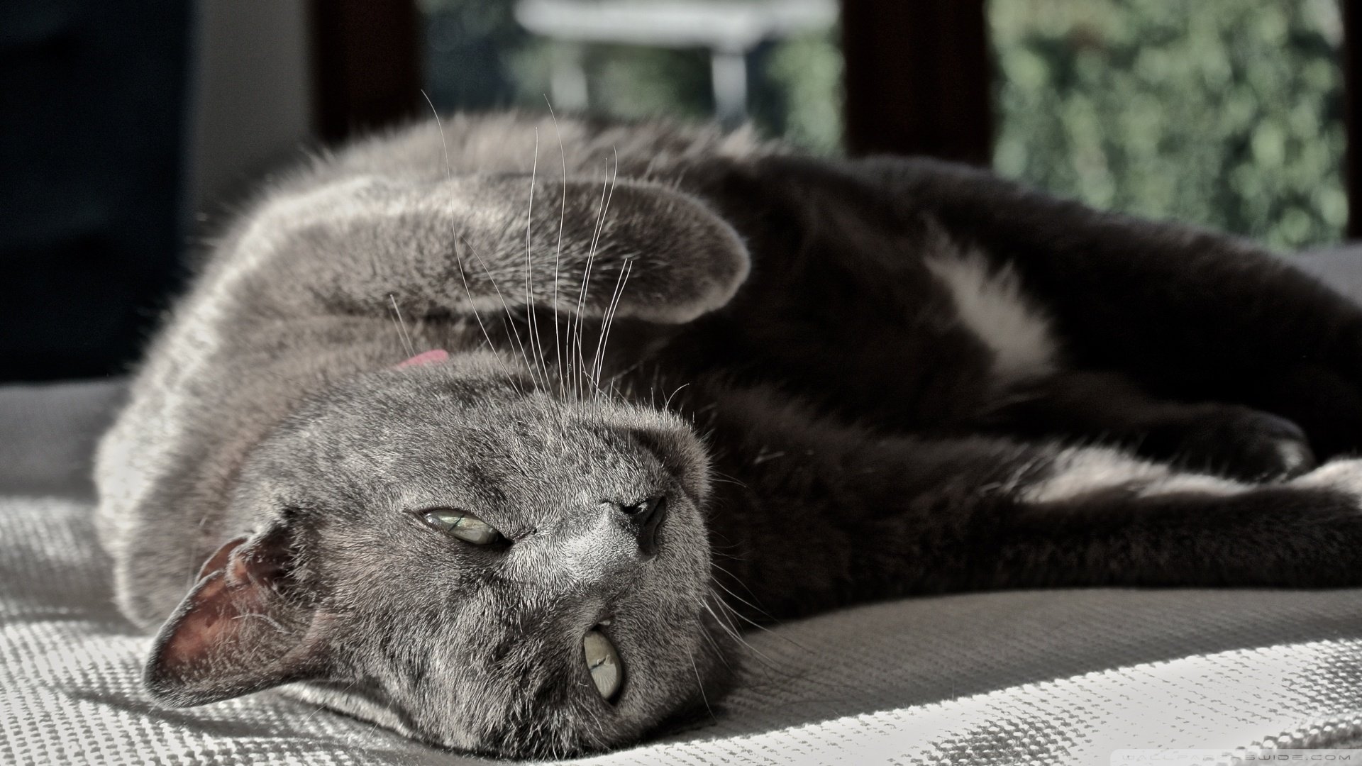 萌宠,喵星人,卖萌,儿童桌面专用