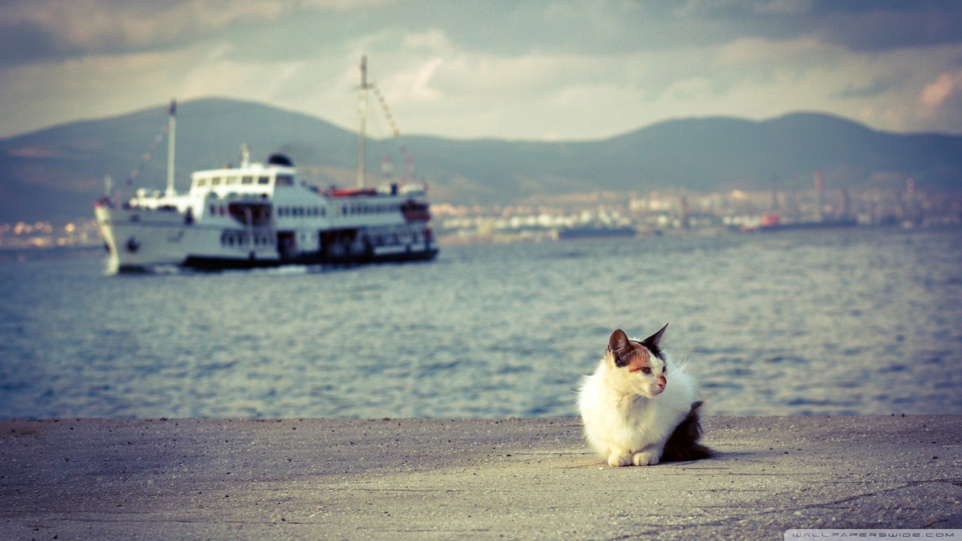 萌宠,喵星人,儿童桌面专用