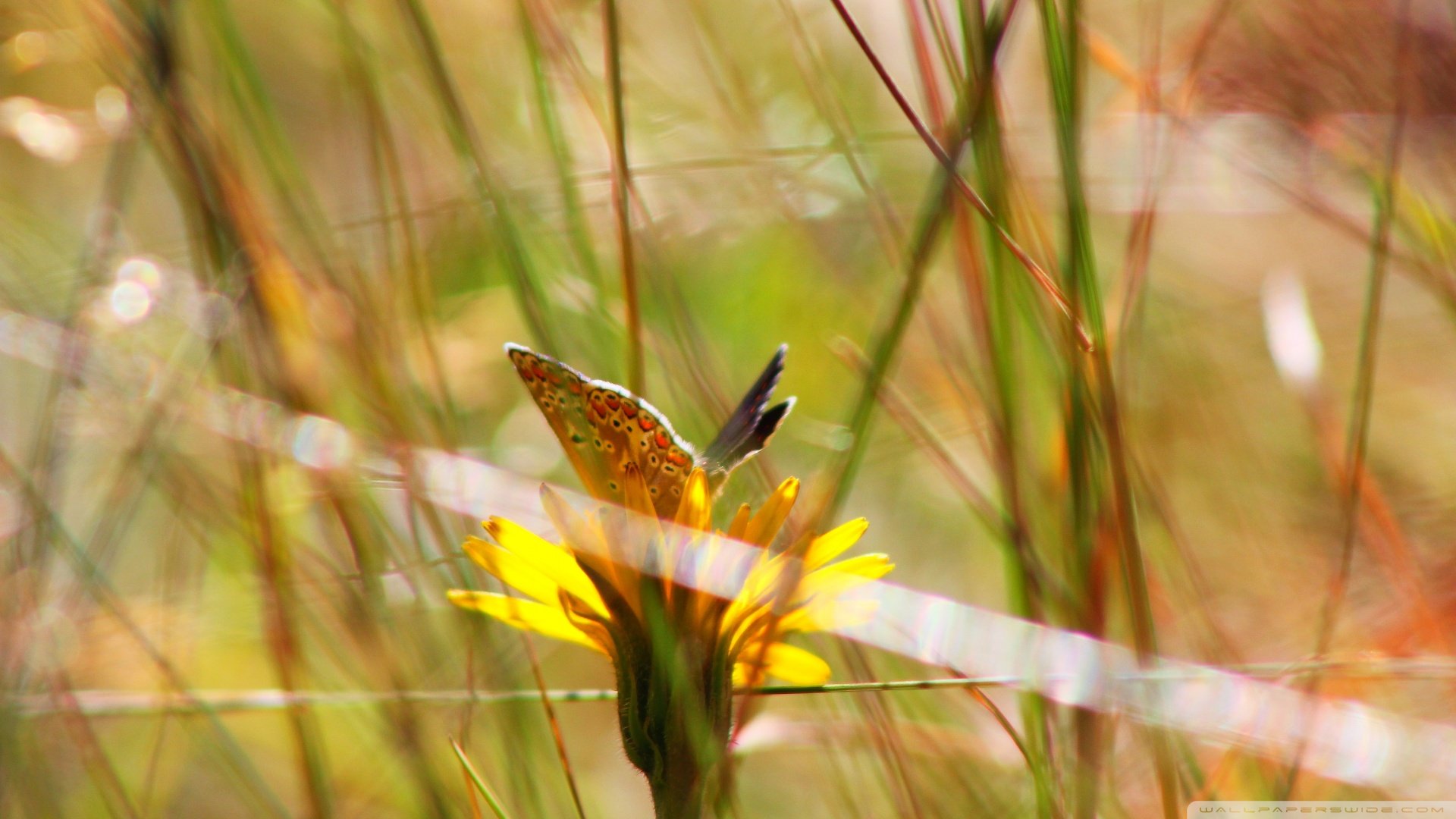 小清新,清新淡雅,儿童桌面专用