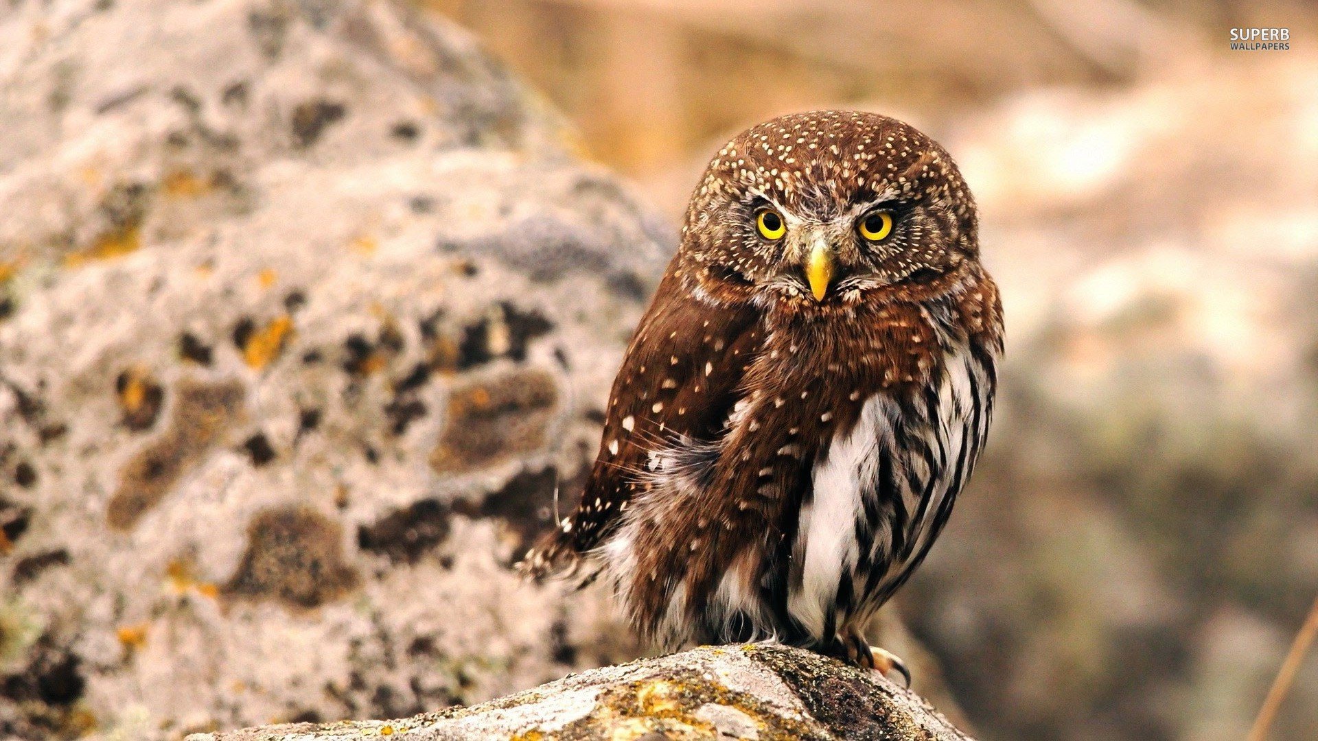 萌宠,猫头鹰,卖萌图,儿童桌面专用