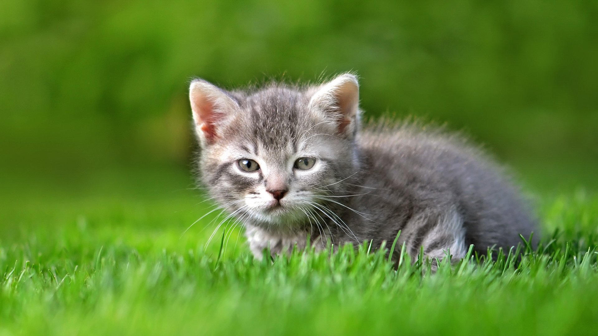 萌宠,喵星人,猫咪,儿童桌面专用