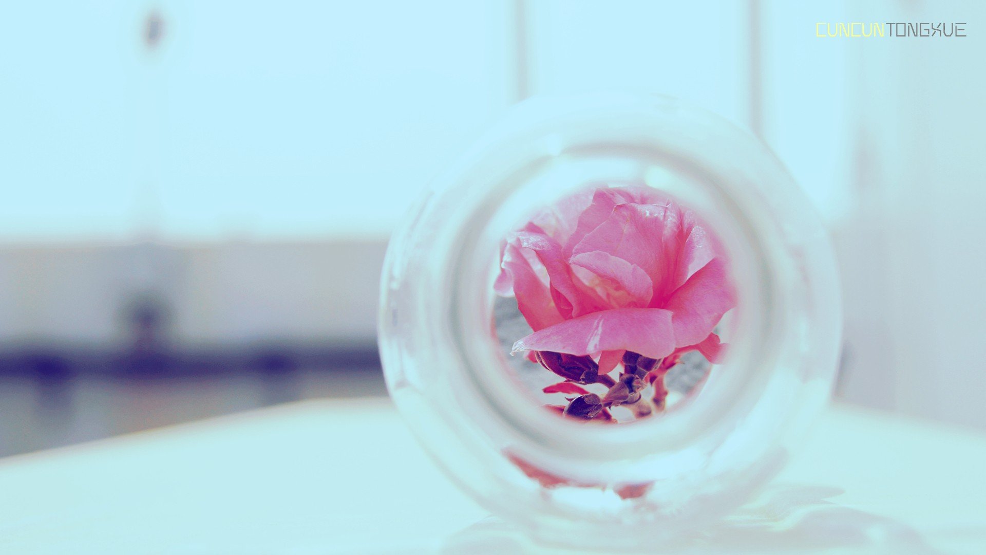 小清新,静物写真,花,瓶子,儿童桌面专用