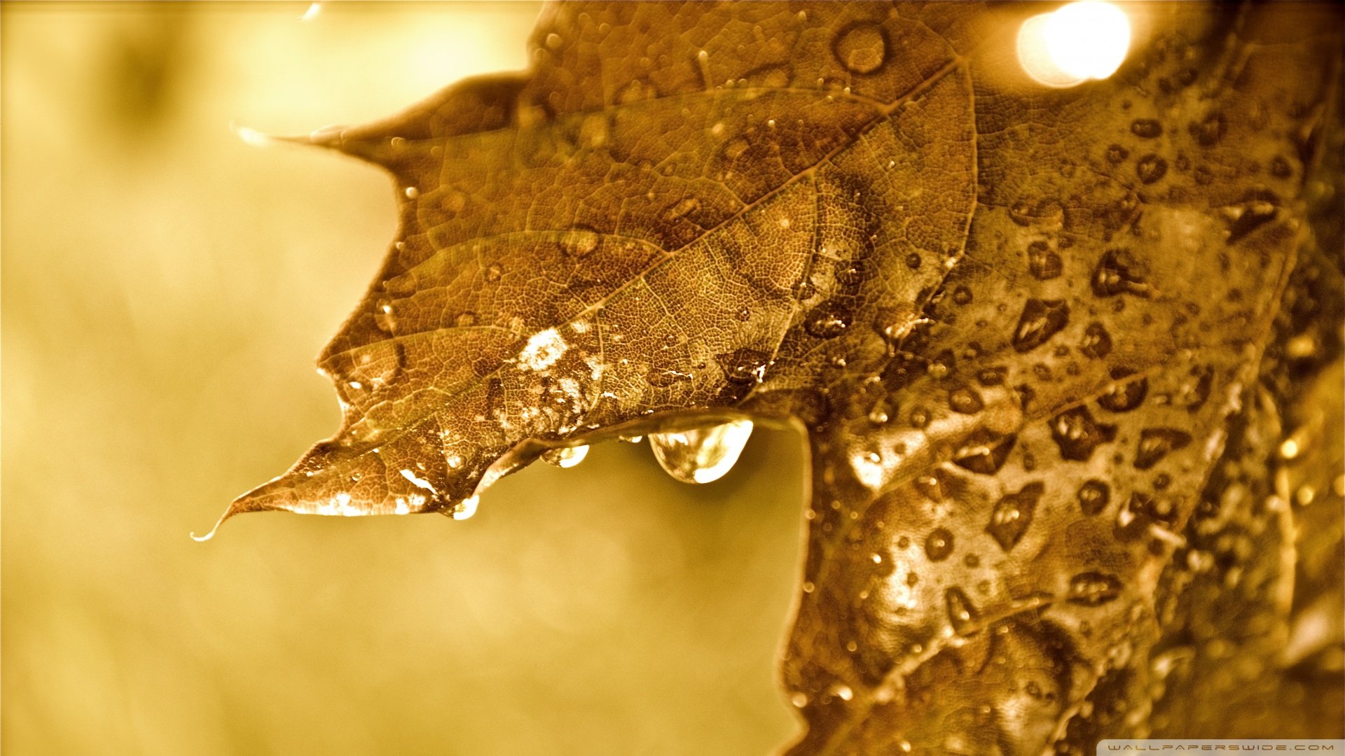 小清新,树叶,水滴,儿童桌面专用