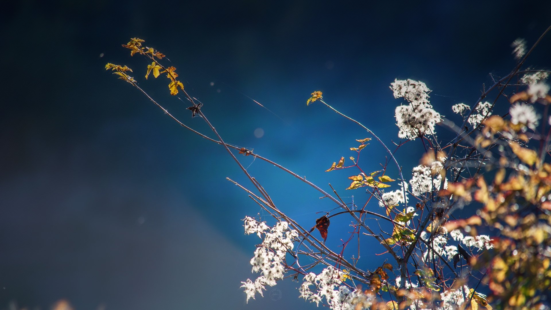 风景,自然风光,野花,山川,儿童桌面专用