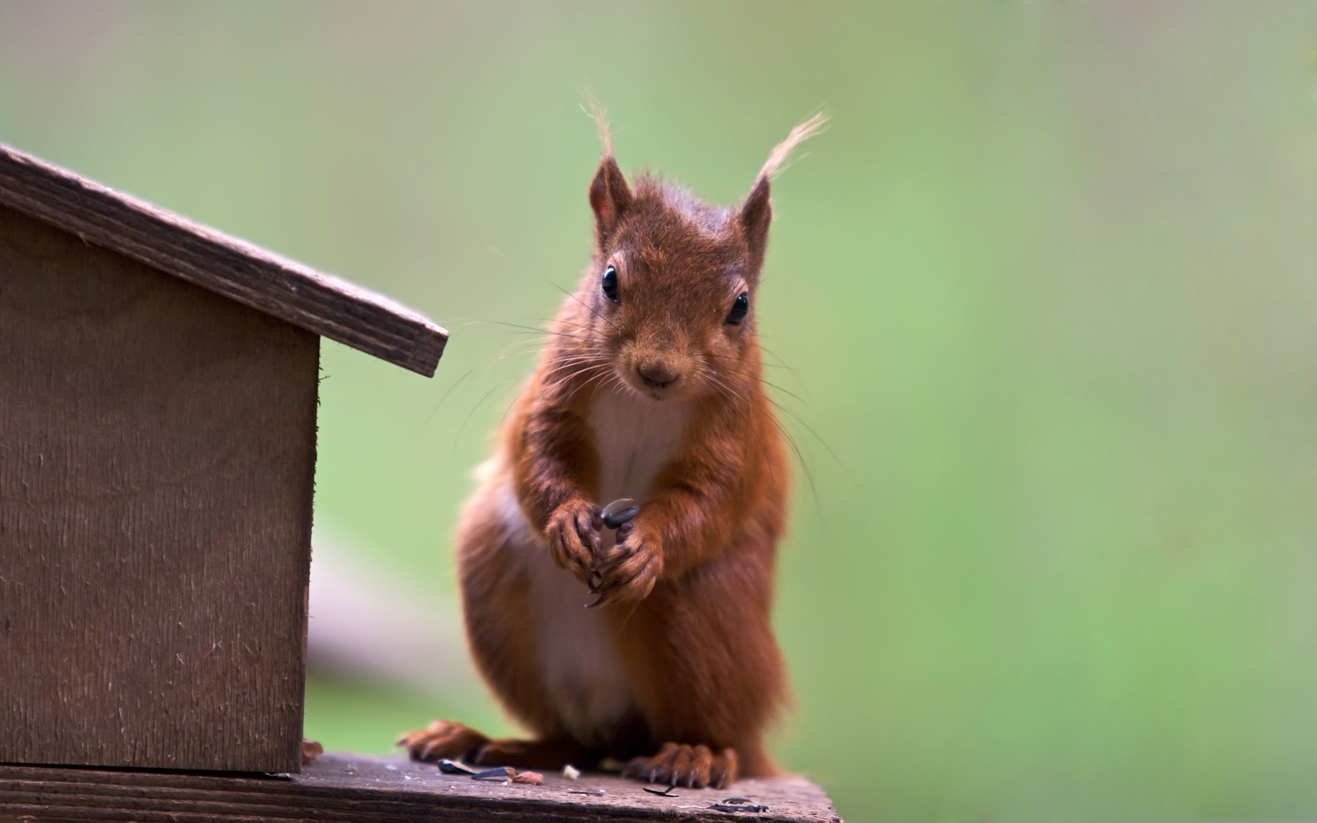 萌宠,松鼠,卖萌图,儿童桌面专用
