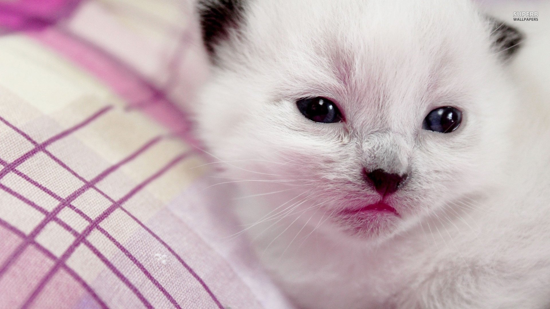 萌宠,喵星人,猫咪,儿童桌面专用